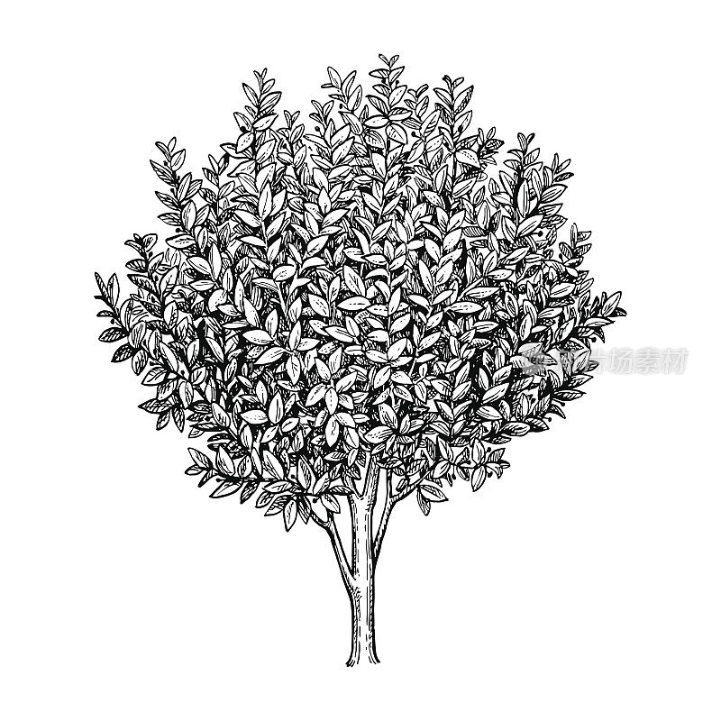 Bay laurel tree.